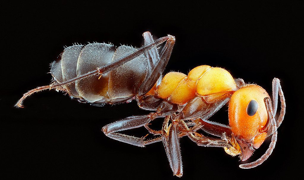 Ant Control service in Harrisburg, PA