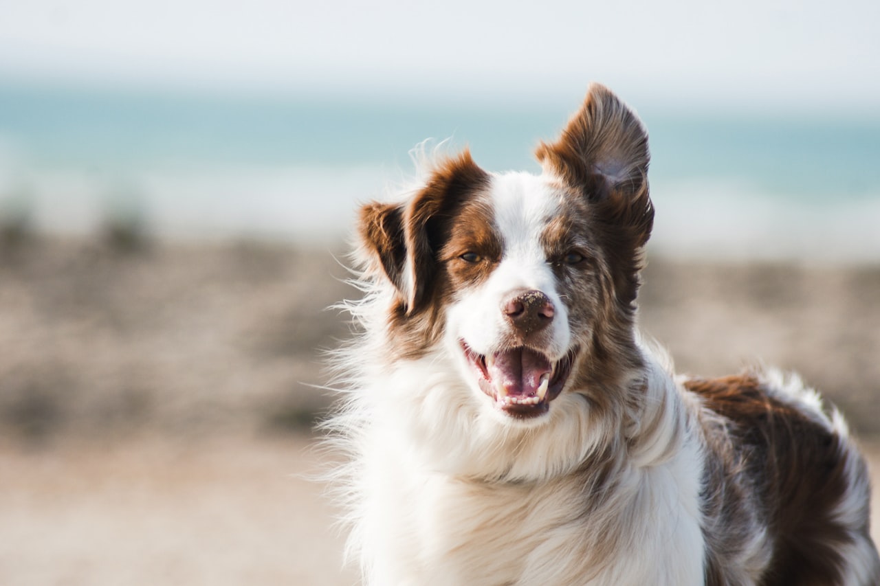Flea & Tick Control service in Harrisburg, PA