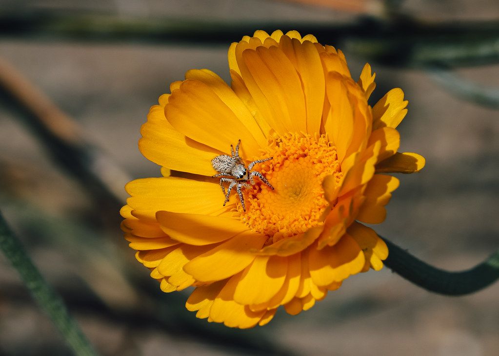 Spider Control service in Harrisburg, PA